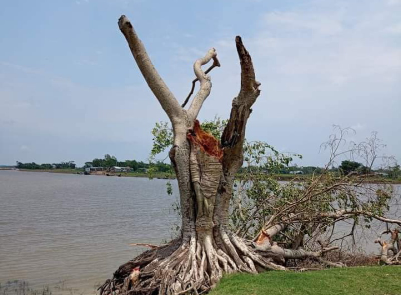 সর্বহারা সুনামগঞ্জের শতবর্ষী বটবৃক্ষ || স্বার্থপর পৃথিবী