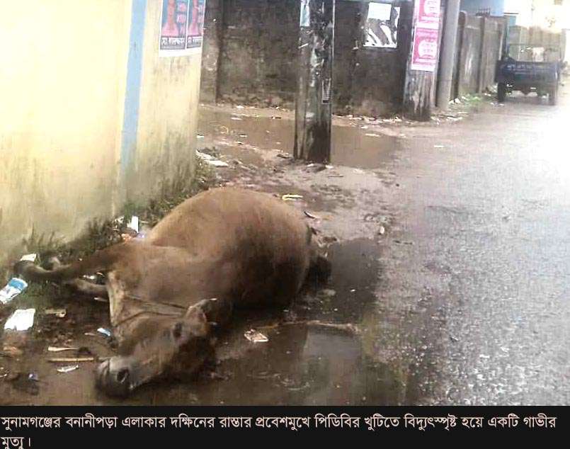 সুনামগঞ্জে পিডিবির খুটিতে বিদ্যুৎস্পৃষ্ট হয়ে এক গাভীর মৃত্যু, প্রাণে রক্ষা পেলো শিশু