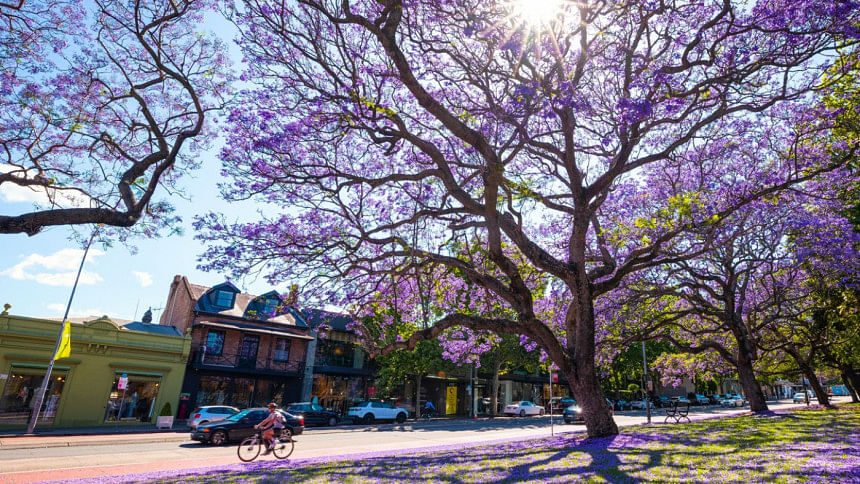 অস্ট্রেলিয়ার বেগুনি বসন্ত